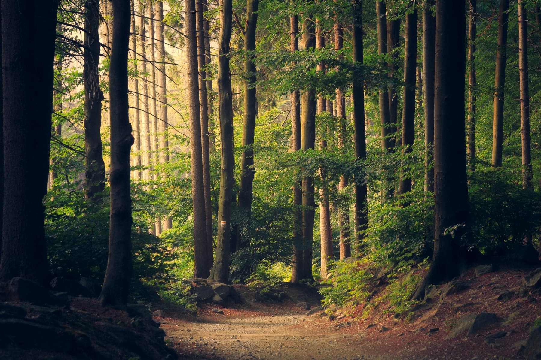 A sunlit path through tall forest, similar to the wooded valley of Altyn Arashan