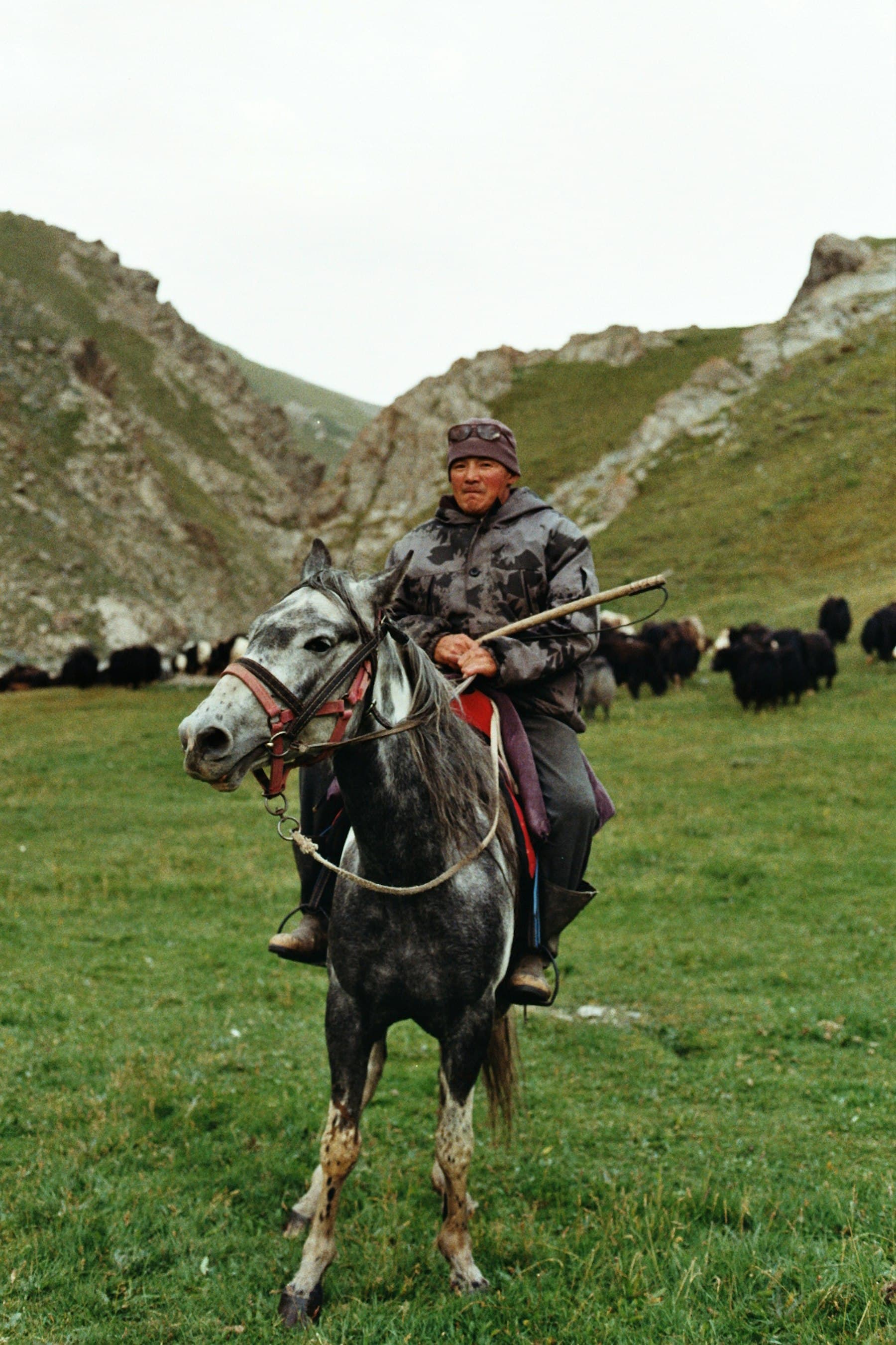 A rider and livestock on open grassland with mountains beyond