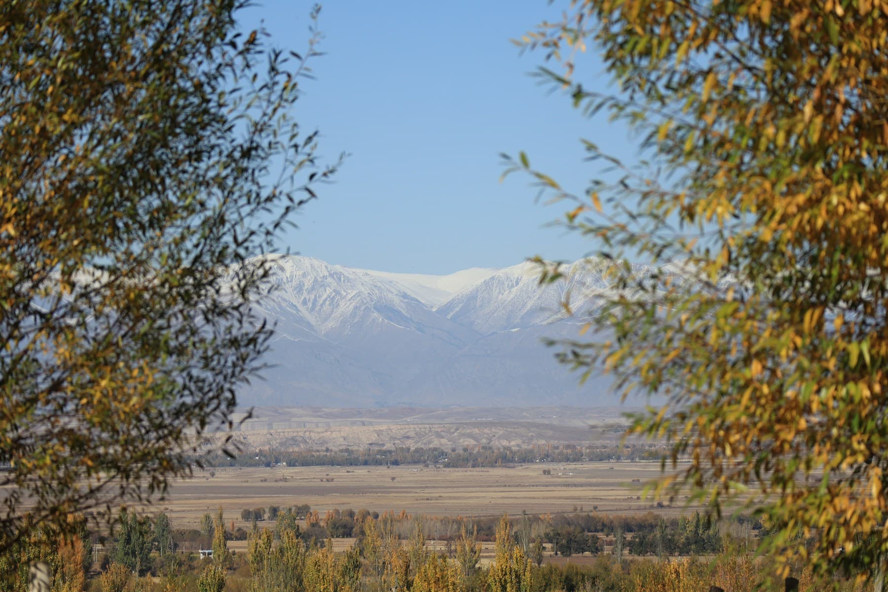 Autumn poplars framing a wide eastern valley and snow-dusted mountains near Issyk-Kul